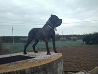 cane corso head